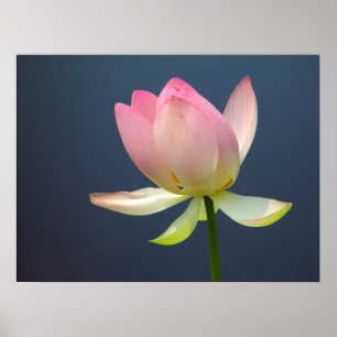 Poster Lotus Flower