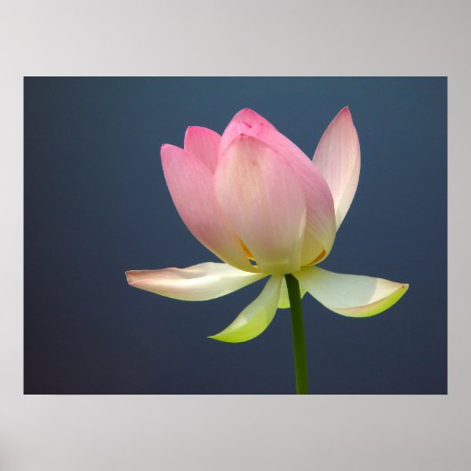 Poster Lotus Flower (Voorkant)