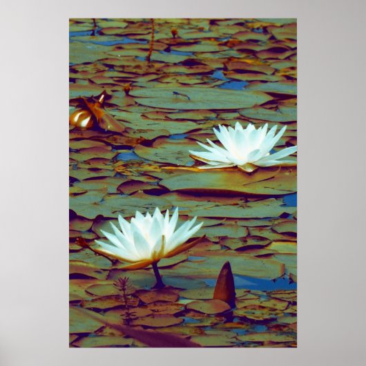 Poster Lotus Flowers (Voorkant)