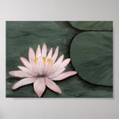 Poster Lotus Flowers afdrukken (Voorkant)