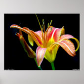 Poster Lovely Tawny Daylily II (Voorkant)