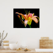 Poster Lovely Tawny Daylily II (Keuken)