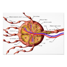 Poster lymfeknoop