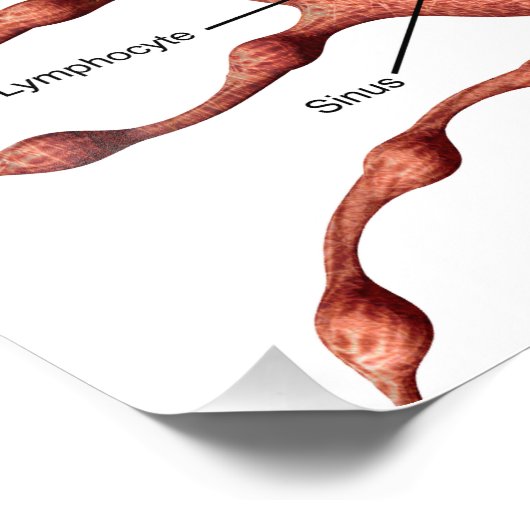 Poster lymfeknoop (Hoek)