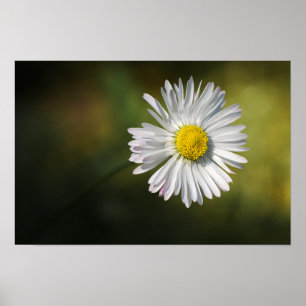 Poster Madeliefje Bloem Florale Natuurfotografie