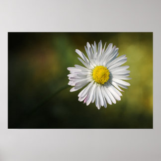 Poster Madeliefje Bloem Florale Natuurfotografie