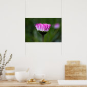 Poster Madeliefje Fotografie (Keuken)