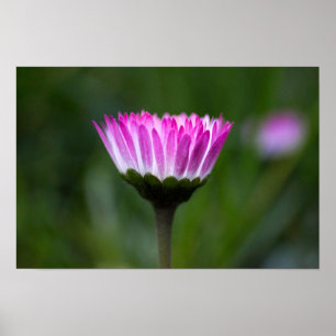 Poster Madeliefje Fotografie