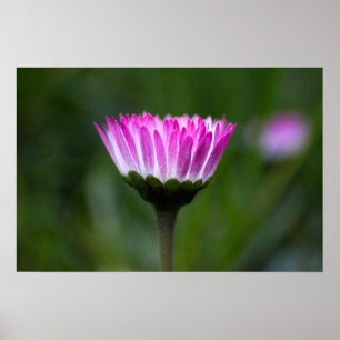 Poster Madeliefje Fotografie