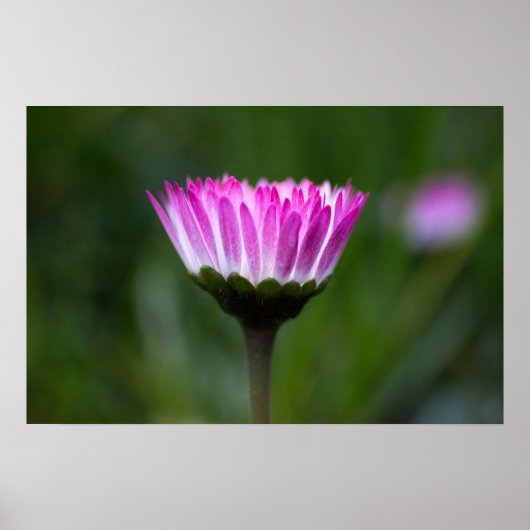 Poster Madeliefje Fotografie (Voorkant)