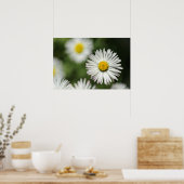 Poster Madeliefje in bloei (Keuken)