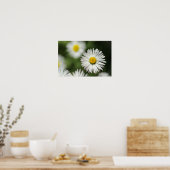 Poster Madeliefje in bloei (Keuken)