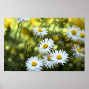 Poster Madeliefjes Bloem Bloemrijk Natuur Fotograf