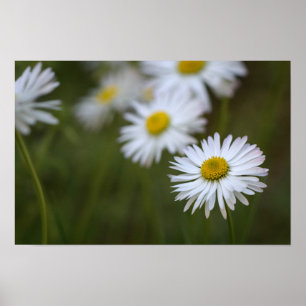 Poster Madeliefjes Bloem Bloemrijk Natuur Fotograf