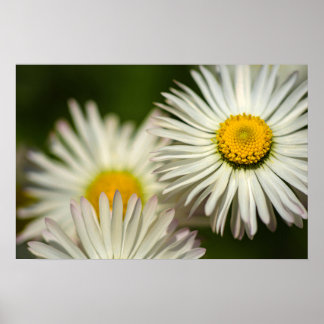 Poster Madeliefjes Bloemen Bloemisterij Natuur Fot