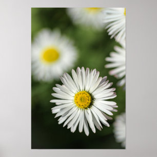 Poster Madeliefjes Bloemen Natuur Fotografie