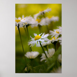 Poster Madeliefjes Fotografie
