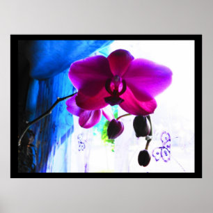 Poster, Magenta Orchid, kleuren achtergrondopties Poster