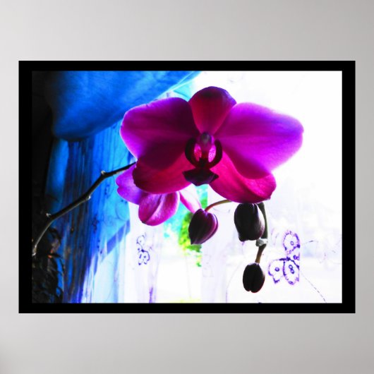 Poster, Magenta Orchid, kleuren achtergrondopties Poster (Voorkant)