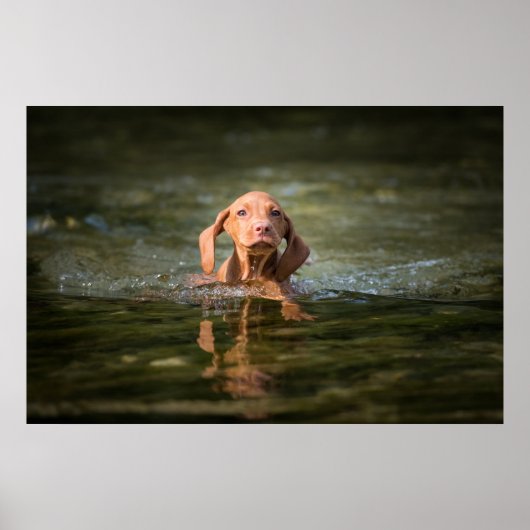 Poster Magyar Vizsla Puppy verschiedene Größen! (Voorkant)