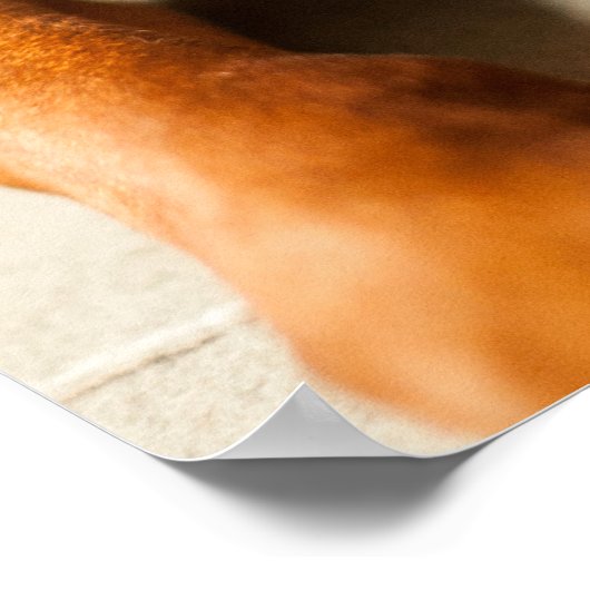 Poster Magyar Vizsla verschiedene Größen! (Hoek)