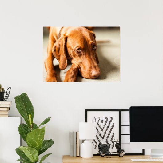 Poster Magyar Vizsla verschiedene Größen! (Thuiskantoor)