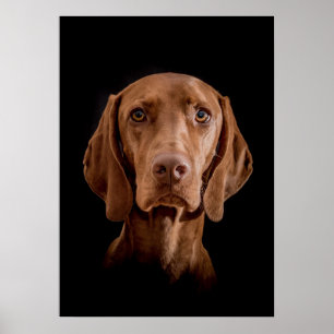 Poster Magyar Vizsla verschiedene Größen!