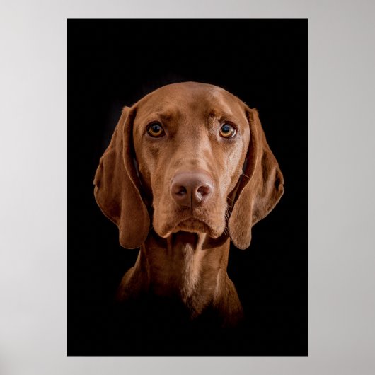 Poster Magyar Vizsla verschiedene Größen! (Voorkant)