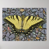 Poster Male Eastern Tiger Swallowtail Butterfly (Voorkant)