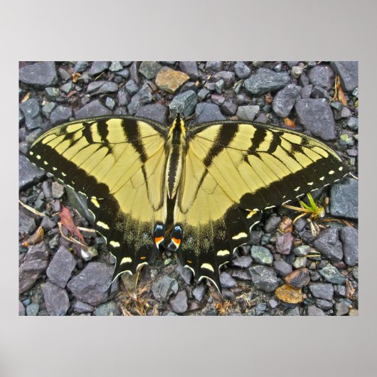 Poster Male Eastern Tiger Swallowtail Butterfly (Voorkant)