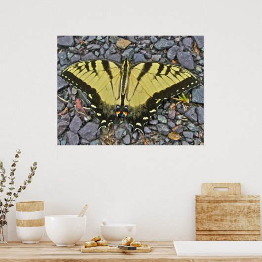 Poster Male Eastern Tiger Swallowtail Butterfly (Keuken)