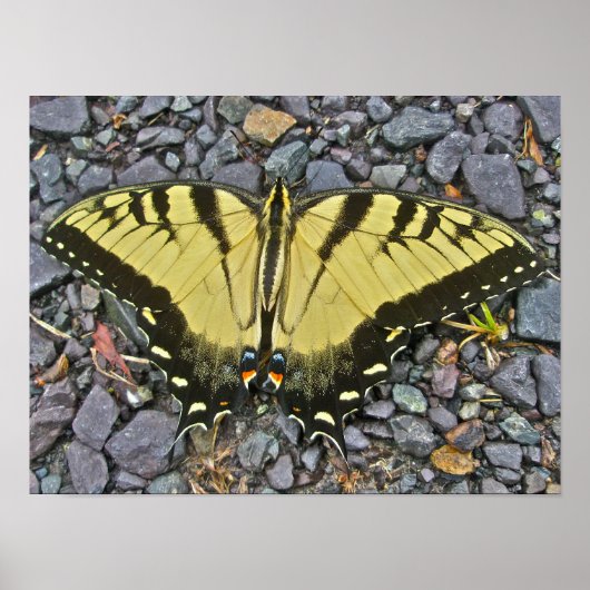 Poster Male Eastern Tiger Swallowtail Butterfly (Voorkant)