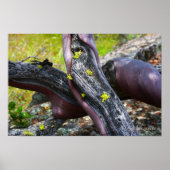 Poster Manzanita (Voorkant)