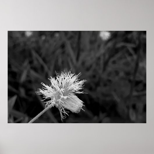 Poster Maria fecha a porta  - danificada (Voorkant)