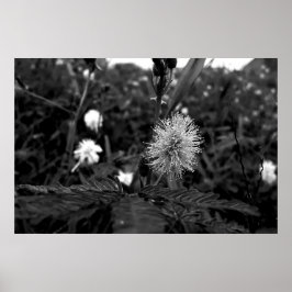 Poster Maria fecha a porta  - dark