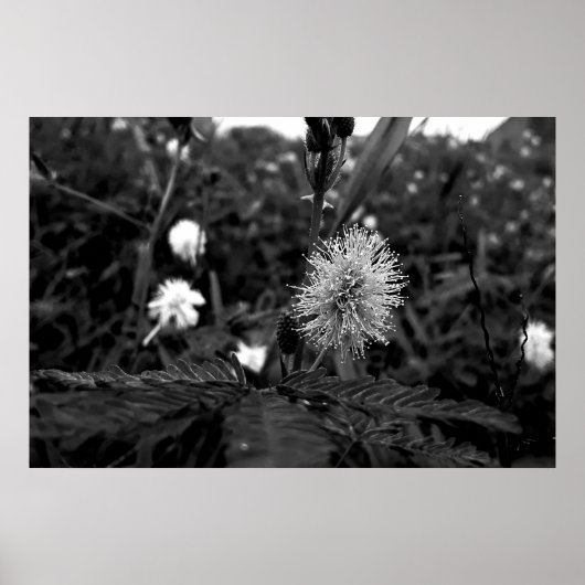 Poster Maria fecha a porta  - dark (Voorkant)