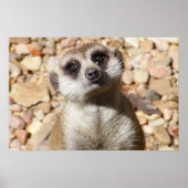 Poster Meerkat (Voorkant)