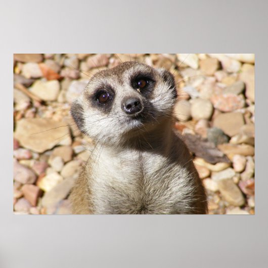 Poster Meerkat (Voorkant)