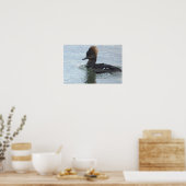 Poster met Amerikaanse duikeend (Keuken)