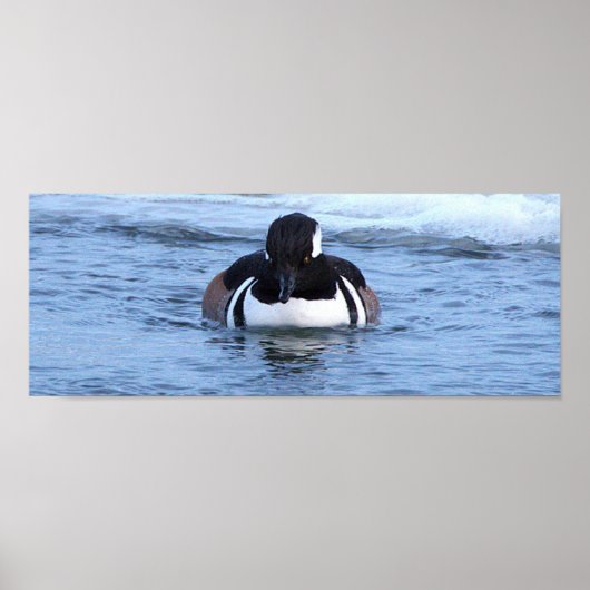 Poster met Amerikaanse nonnetjes eend (Voorkant)
