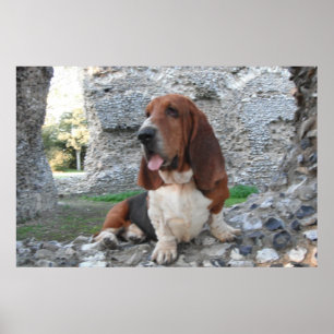 Poster met Basset Hound Castle Ruin Bezoek