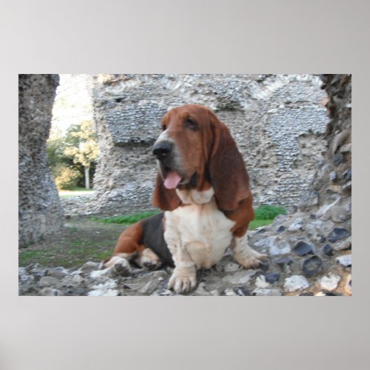 Poster met Basset Hound Castle Ruin Bezoek (Voorkant)