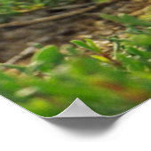 Poster met blauw-voetpootjes (Hoek)