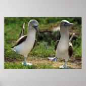 Poster met blauw-voetpootjes (Voorkant)