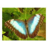 Poster met blauwe en zwarte vlinder (Voorkant)