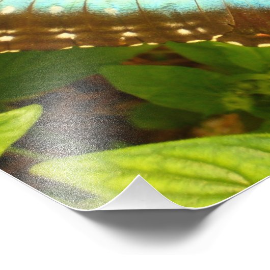 Poster met blauwe en zwarte vlinder (Hoek)