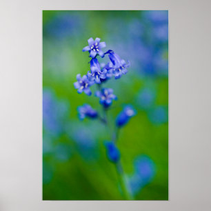 Poster met blauwe klokjes bloem