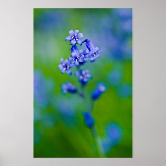 Poster met blauwe klokjes bloem (Voorkant)