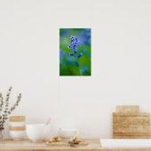 Poster met blauwe klokjes bloem (Keuken)