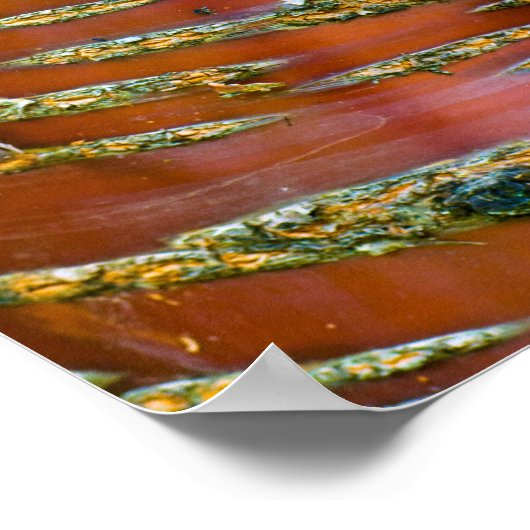 Poster met boomschors (Hoek)